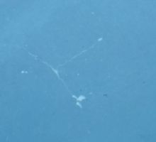 Replaster pool