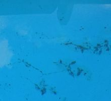 Swmming Pool Repairs